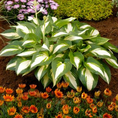 Hosta 'Ann Kulpa'